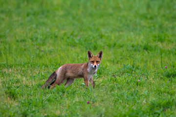 Red fox staning in grass field