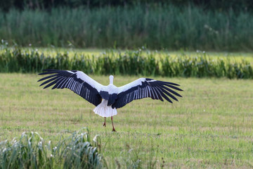 Storking landing in grass field