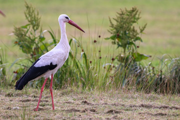 Stork walking in grass field
