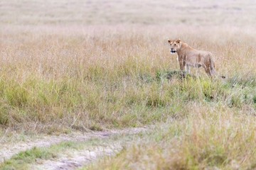 Lioness stands in the long grass of the Masai Mara