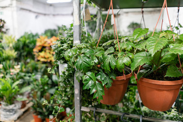 Many different plants in flower pots in flowers store. Garden center and wholesale supplier concept. Green background. Lots of leaves.