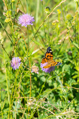 Butterfly on a purple flower on the field. close up. vertical photo