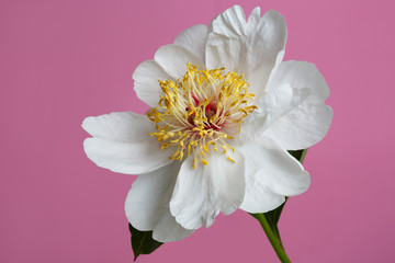 Gentle white peony isolated on a pink background.
