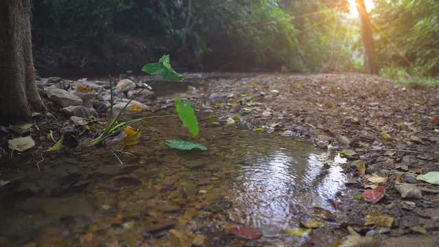clear water stream or river with tree and stone in green jungle or nature forest for holiday relax and travel vacation trip with trekking and adventure hiking at Ban Krang Camp in national park 4K