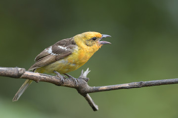 Flame-colored tanager sitting on branch singing - obrazy, fototapety, plakaty