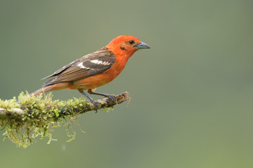 Flame-colored tanager sitting on branch - obrazy, fototapety, plakaty