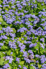 Fototapeta premium Purple flowers. Flower background. vertical photo
