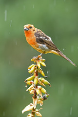 Flame-colored tanager sitting on flower