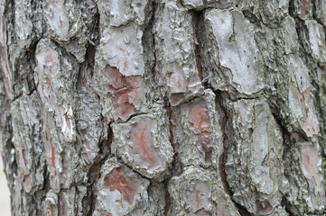 pine bark. texture of old pine bark