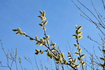 flowering twig of a willow tree in sunlight