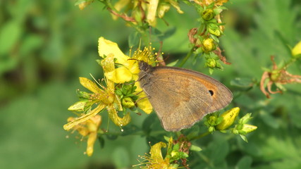 farfalla