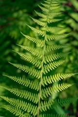 Fern leaf on a sunny day