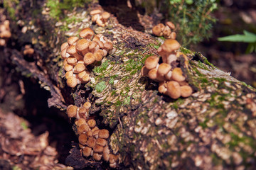 Wild mushrooms on a tree snag. In a wild forest