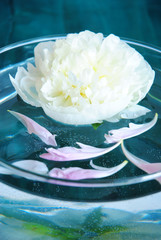 white peony flower