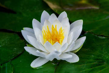 Beautiful white lotus flower with green leaf in the pond. Macro. Close-up