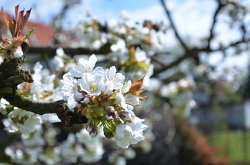 flowering cherry