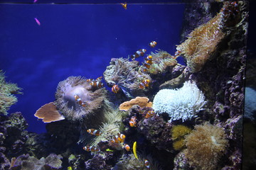 fish in aquarium