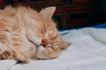 Orange cat is sleeping on his blanket in afternoon