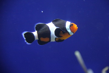 fish in aquarium