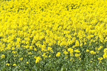 Rapeseed field in bloom