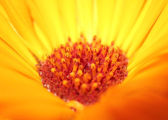 Marigold with details macro