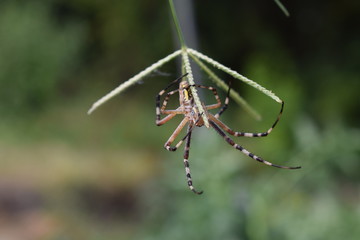 spider