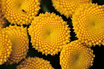 Yellow tansy flowers - Tanacetum vulgare, common tansy plant, bitter button, cow bitter, or golden buttons - in green summer meadow herbs field. Yellow flower plant. Close-up photo, shallow DOF