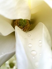 White Magnolia blown beautiful flower branch on a tree photo closeup. Blossom plant image. Macro