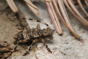 Fir timberman beetle, a rare species of longhorn beetle occurring in European forests. Endangered beetle dwelling in silver fir in its natural environment.