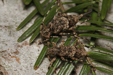 Fir timberman beetle, a rare species of longhorn beetle occurring in European forests. Endangered beetle dwelling in silver fir in its natural environment.