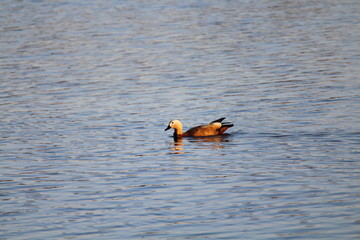 Freedom precious ducks in living life to its wide
