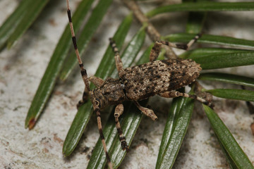 Fir timberman beetle, a rare species of longhorn beetle occurring in European forests. Endangered beetle dwelling in silver fir in its natural environment.