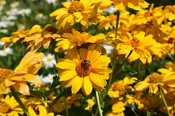 bee flower natural