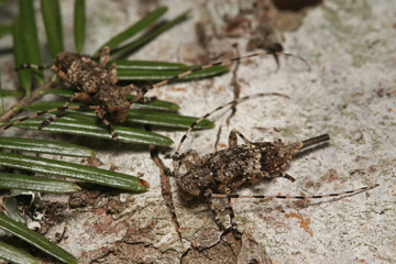 Fir timberman beetle, a rare species of longhorn beetle occurring in European forests. Endangered beetle dwelling in silver fir in its natural environment.