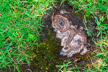 textured tree in nature