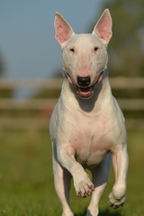 Obraz premium Bull Terrier