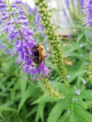 bee on a flower