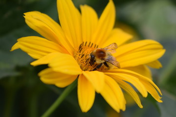 bee flower natural