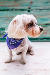 Portrait of a nice little Maltese dog.