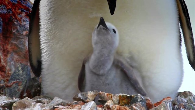 Mother Penguin nurturing Cinstrap penguin chick Cinstrap penguin chick, closeup, Antarctica