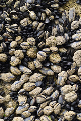 Mussels and barnacles at Tregardock Beach Cornwall England