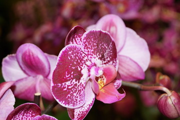 pink orchid in garden