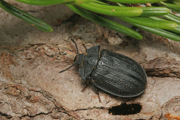 A rare European bark gnawing beetle living in dead wood. Close up picture of the endangered species in its natural habitat.