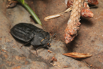 A rare European bark gnawing beetle living in dead wood. Close up picture of the endangered species in its natural habitat.