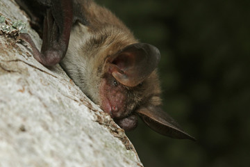 Bechstein's bat, a species of vesper bat found in Europe and western Asia, living in extensive...