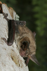 Bechstein's bat, a species of vesper bat found in Europe and western Asia, living in extensive areas of woodland and in caves.