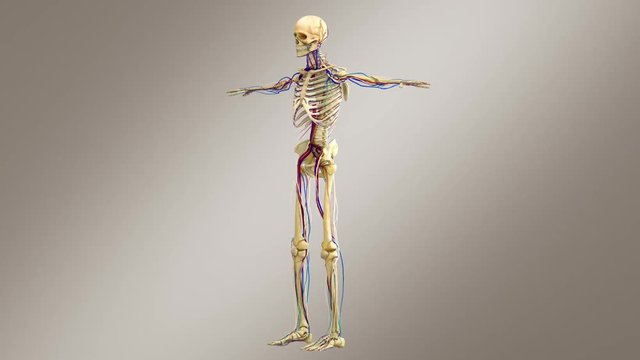 Human Male Anatomy - Male Skeleton System With Nerves, Veins And Arteries