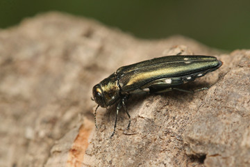 Oak splendour beetle, also known as the oak buprestid beetle or two-spotted oak borer in its...