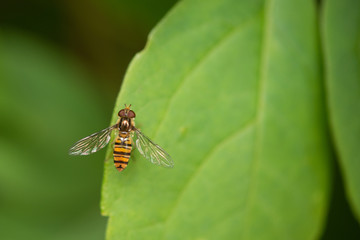 Marmalade Hoverfly (episyrphus balteatus) On Green Leaf.