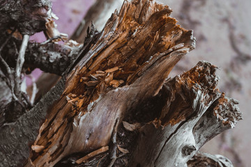 Sea driftwood/aged wood over the bay, shore, sea, ocean.Driftwood stick closeup, wood texture for aquarium.